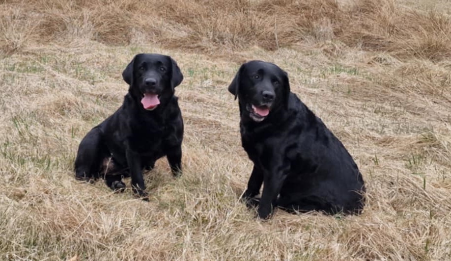 Nala och Freja efter BPH